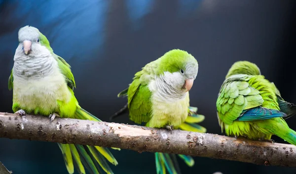 Carino Adorabile Pappagallo Messa Fuoco Selettiva — Foto Stock