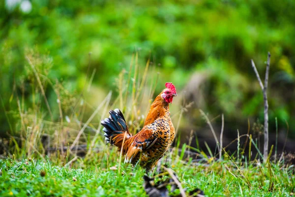 Kip op een boerderij — Stockfoto