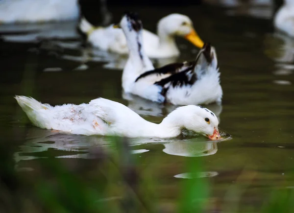 Weiße Ente im Wasser — Stockfoto