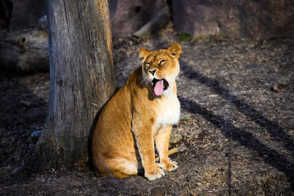 Löwin Tier Zoo Hintergrund — Stockfoto