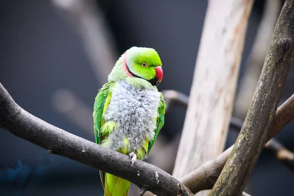 Carino Adorabile Pappagallo Messa Fuoco Selettiva — Foto Stock