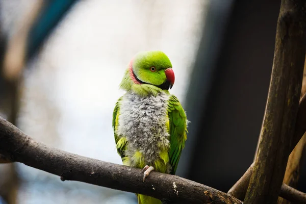 Carino Adorabile Pappagallo Messa Fuoco Selettiva — Foto Stock