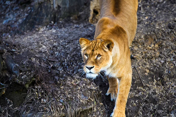 Lionne Animal Dans Zoo Sur Fond — Photo