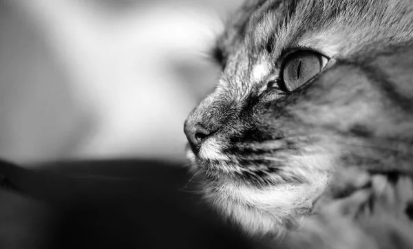 Cute Cat Selective Focus — 스톡 사진