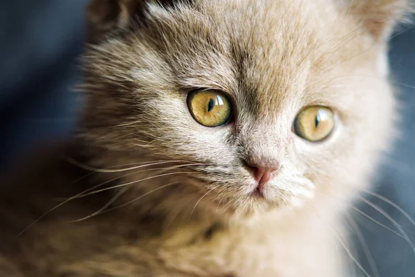 背景に可愛い子猫ちゃん — ストック写真