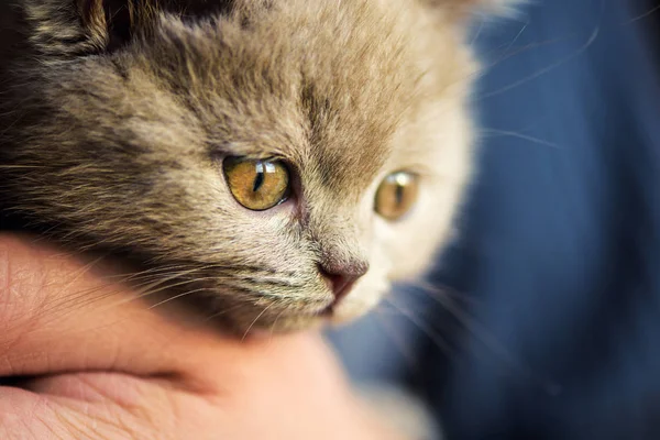 Cute Little Kitten Background — Stock Photo, Image