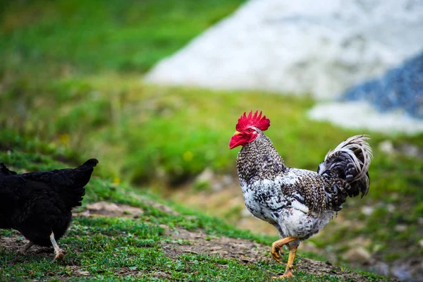 Poulet dans une ferme — Photo