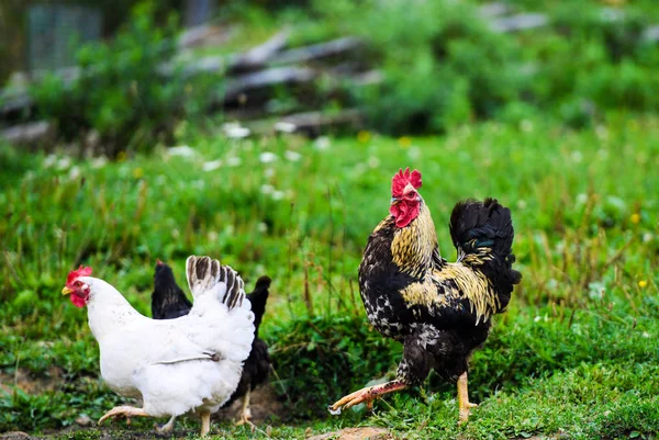 Курица на ферме — стоковое фото