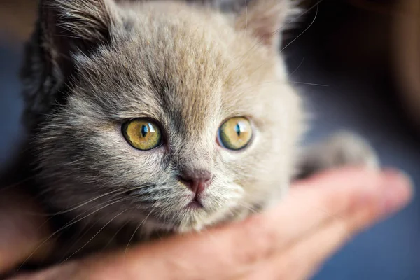 Lindo Gatito Fondo — Foto de Stock