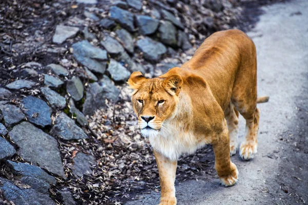 Animal Leona Zoológico Fondo — Foto de Stock