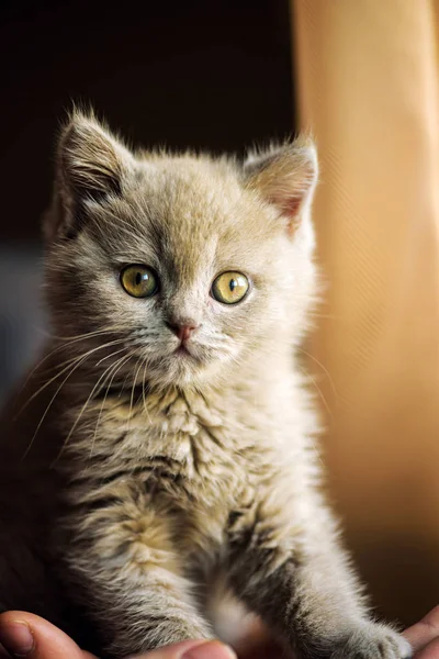 Schattig Klein Katje Achtergrond — Stockfoto