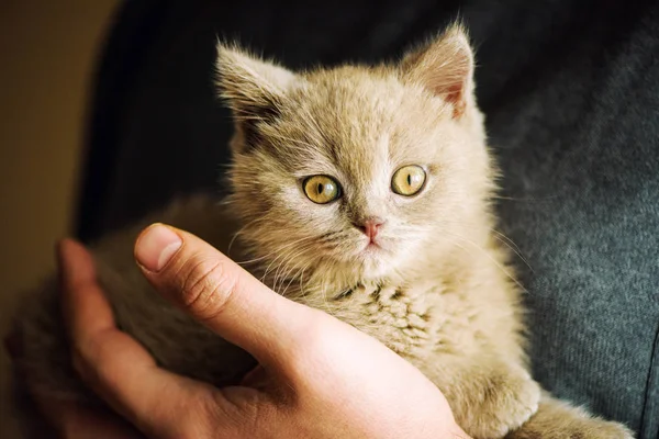 Gatinho Bonito Fundo — Fotografia de Stock