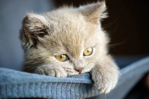 Söt Liten Kattunge Bakgrunden — Stockfoto