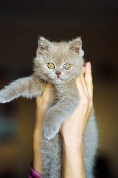 背景上可爱的小猫 — 图库照片