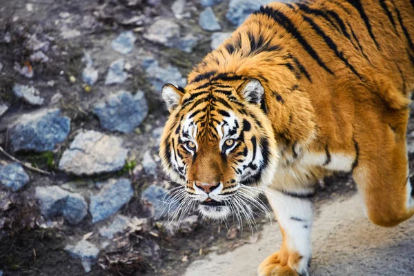 Bella Tigre Amur Sullo Sfondo — Foto Stock