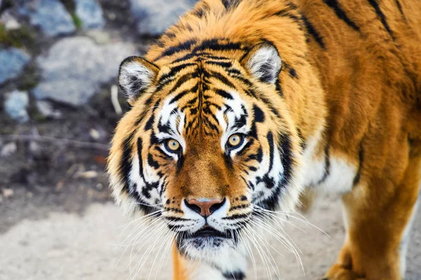 Krásný Amur Tygr Pozadí — Stock fotografie