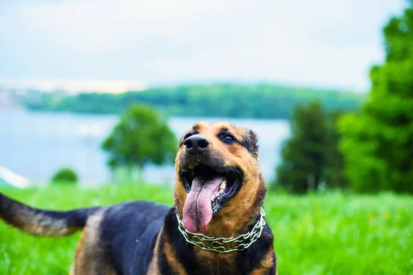 Portret Van Gelukkige Hond Buiten — Stockfoto