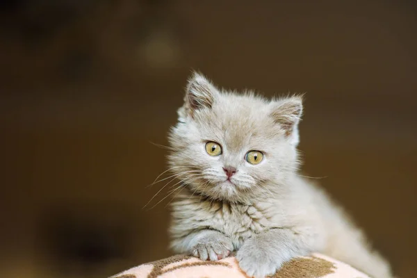 Cute Little Kitten Background — Stock Photo, Image