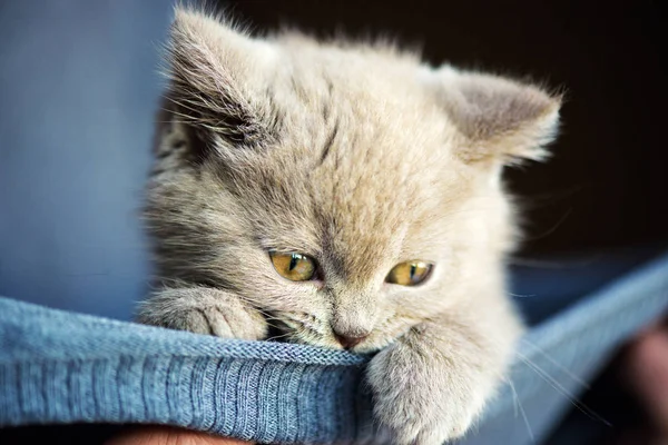 Schattig Klein Katje Achtergrond — Stockfoto