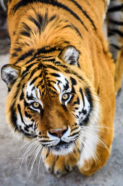 Hermoso Tigre Amur Fondo — Foto de Stock