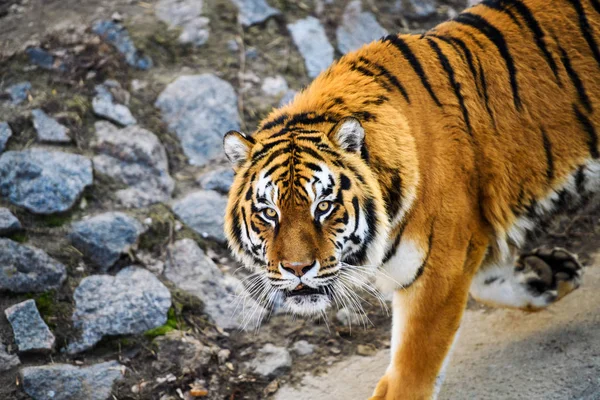 Bel Animal Tigre Sur Fond — Photo