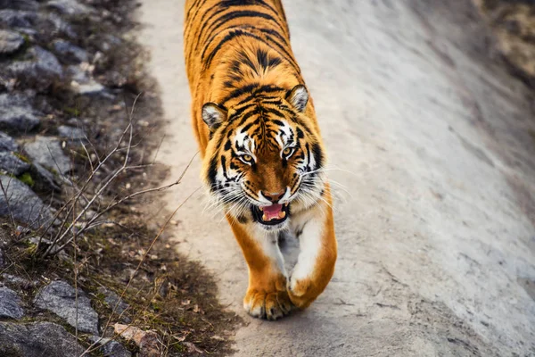 Mooie Tijger Dier Achtergrond — Stockfoto