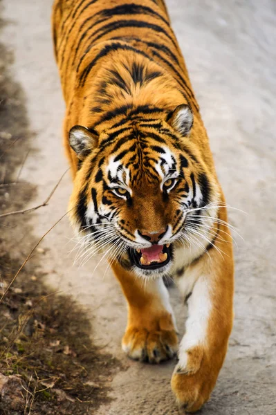 Bel Animal Tigre Sur Fond — Photo