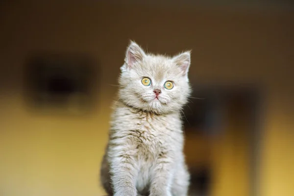 Söt Liten Kattunge Bakgrunden — Stockfoto