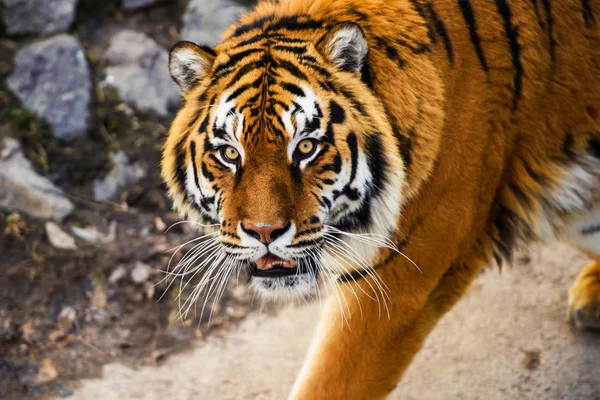 Hermoso Animal Tigre Fondo — Foto de Stock