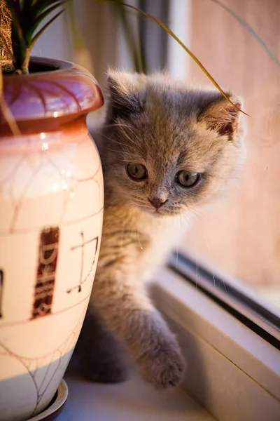 Gatinho Bonito Fundo — Fotografia de Stock