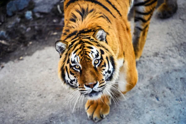 Beautiful  tiger animal on background
