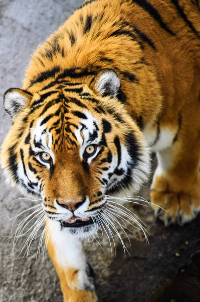 Beautiful  tiger animal on background