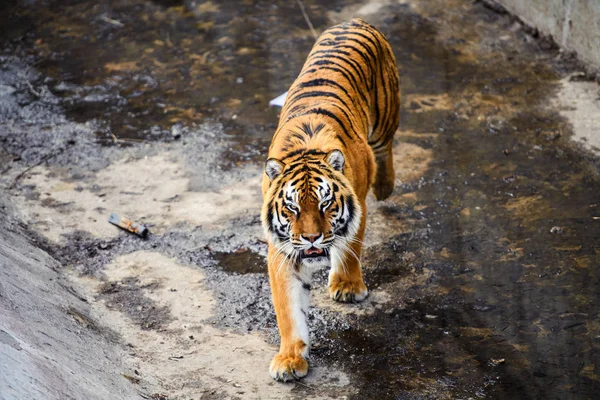 Beautiful Tiger Animal Background — Stock Photo, Image