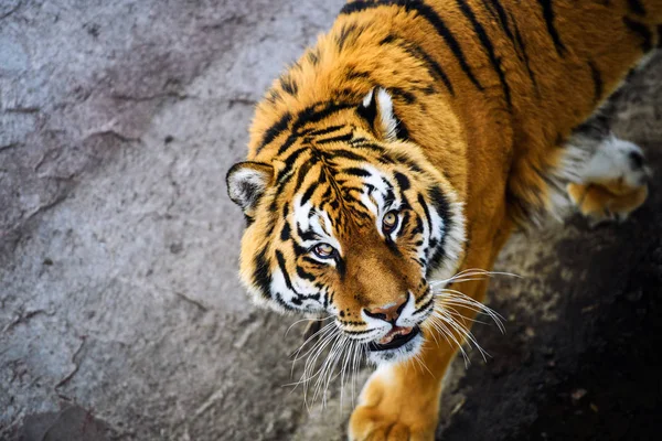 Красивое Тигриное Животное Заднем Плане — стоковое фото