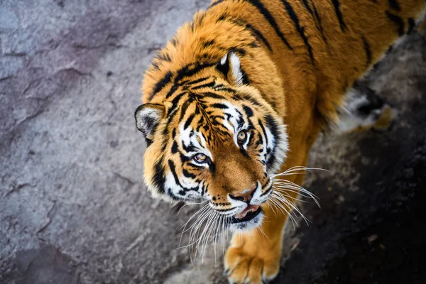 Mooie Tijger Dier Achtergrond — Stockfoto