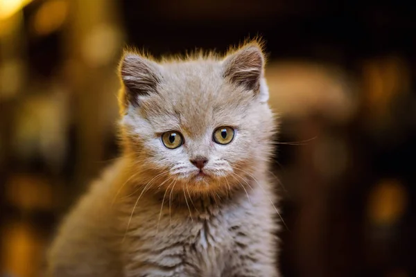 Lindo Gatito Fondo — Foto de Stock