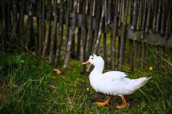 Um pato branco no campo de relva verde — Fotografia de Stock