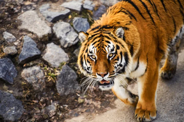 背景上美丽的虎兽 — 图库照片