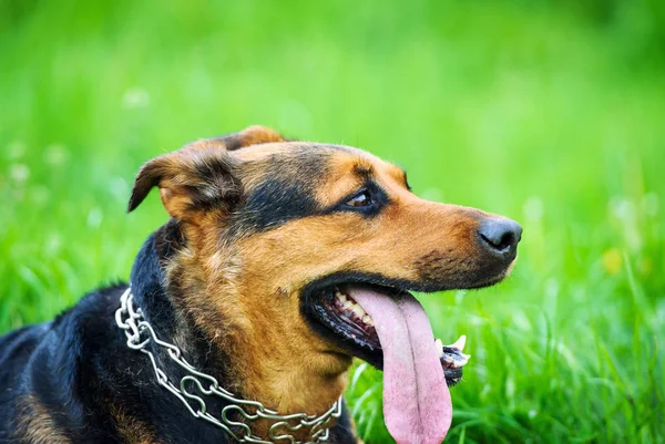 Hund på grønt græs - Stock-foto