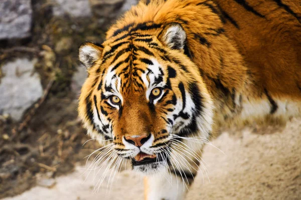 Красивое Тигриное Животное Заднем Плане — стоковое фото