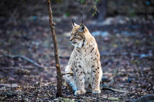 Lynx, gato salvaje euroasiático —  Fotos de Stock