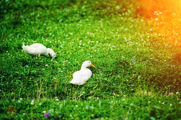 En vit anka på fältet grönt gräs — Stockfoto