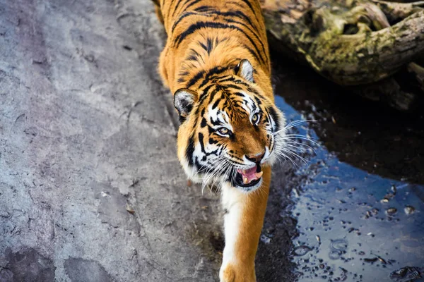 Hermoso Animal Tigre Fondo — Foto de Stock