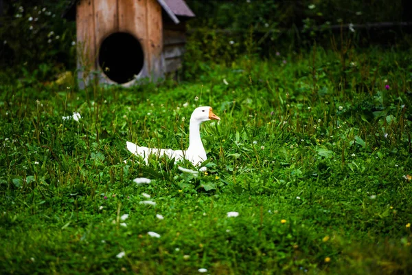 Goose outdoors on a green background — 스톡 사진