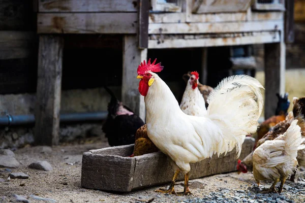 Frango em uma fazenda — Fotografia de Stock