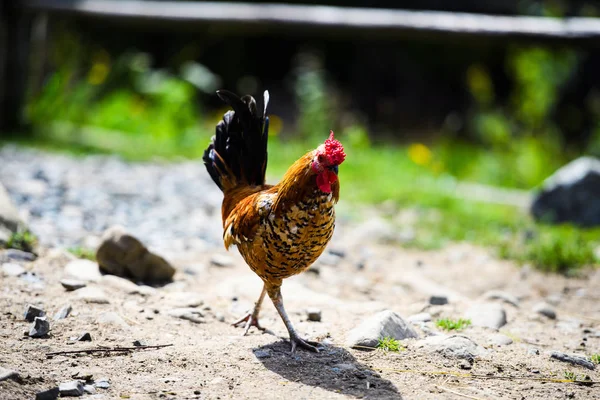 Kip op een boerderij — Stockfoto