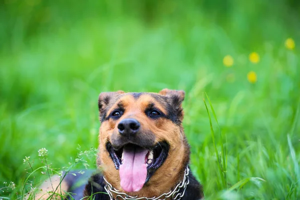 Retrato Cão Feliz Livre — Fotografia de Stock