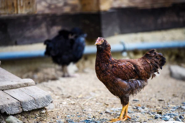 Chicken on a farm — Stock Photo, Image