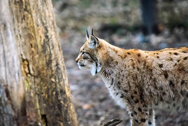 Lynx, eurázsiai vadmacska — Stock Fotó