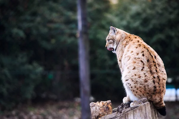 Lynx, gato salvaje euroasiático — Foto de Stock